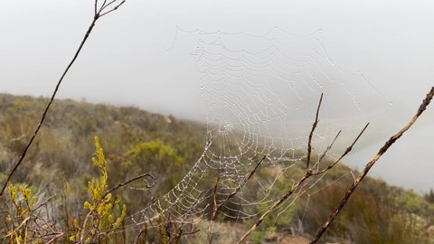 Dew drops on a spiderweb in the bush. Nature, hiking, outdoor concepts.