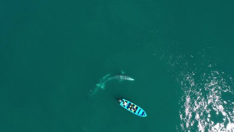 Two gray whales swimming around boat at Guerrero negro. Aerial drone view