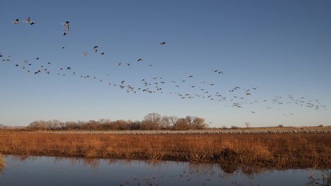 Swarm of sandhill cranes fly in slow motion overhead.