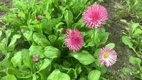 Daisy flower, small pink flower. Summer flower vertical video