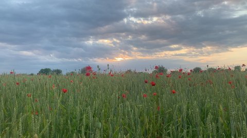 Field of wheat, green wheat against the backdrop of sunset clouds. Field of green wheat and red poppies. wild poppy flower among the field. Grain crop in the process of ripening, new crop