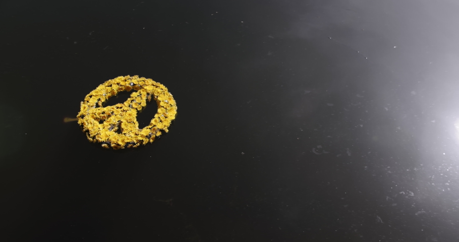 The handmade peace symbol made of yellow dandelion flowers floats on the dirty water from oil pollution. Peace in the world. Crisis, war, help concept. Save ukraine dove of peace.