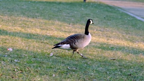 beautiful long-necked birds, Branta canadensis, Canada geese, beautiful waterfowl with webbed feet walks along shore of a city park, migration of feathered, protection wildlife, do not feed animals