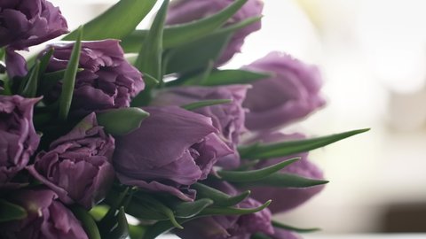 Close-up macro shot of beautiful bouquet of purple tulip flowers. Floral arrangement of purple buds petals and green leaves lying on the table