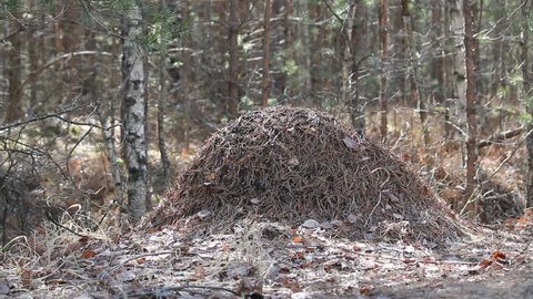 Red wood ant (Formica rufa) anthill in forest. April, Belarus
