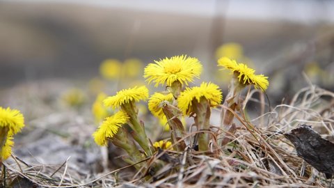 Close-up view of small yellow blooming coltsfoot (Tussilago farfara) flowers growing on dry grass in spring. Fly sits on flower. 4K resolution real time video. Beauty in nature theme.