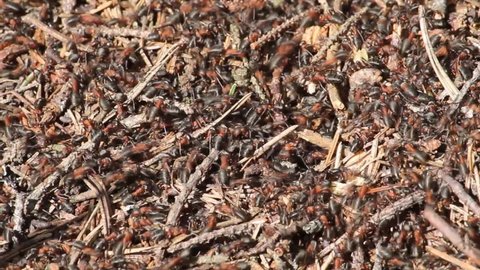 Red wood ants (Formica rufa) in wild. April, Belarus