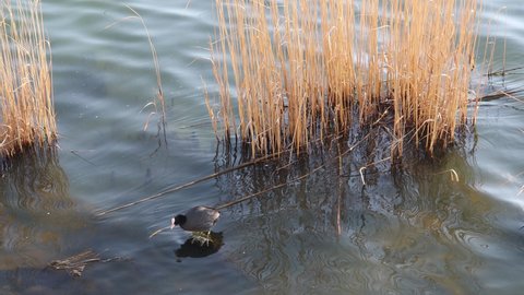 a Eurasian coot floating in the lake