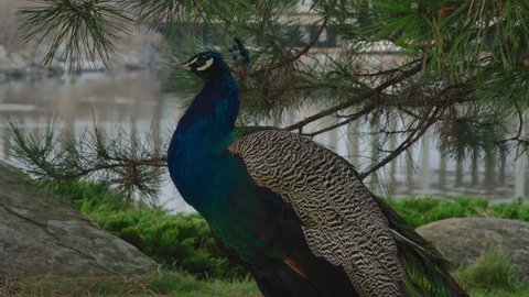 Close-up, a beautiful peacock stands in the park against the background of the lake and looks around