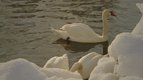 White swans swim on the lake near the snow-covered shore in the city park