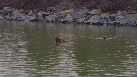 Two ducks of different breeds swim in a small lake in the park