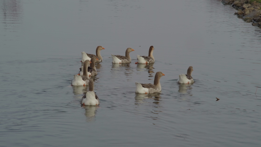 A flock of gray geese swim up to the shore in a city park