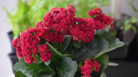 Drops of water fall on a kalanchoe houseplant with red flowers