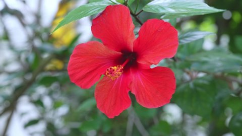 hawaiian hibiscus tropical flower swaying beautifully in the wind. slow motion close up 4k video
