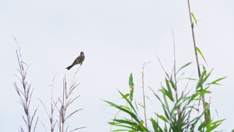 Meadow bunting - Emberiza cioides - is singing at the tip of a branch.