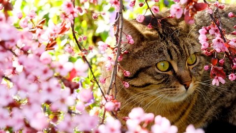 Cat and pink flowering tree in the sunshine in the garden. Pets. Portrait of a cat in a blooming frame. 4k footage