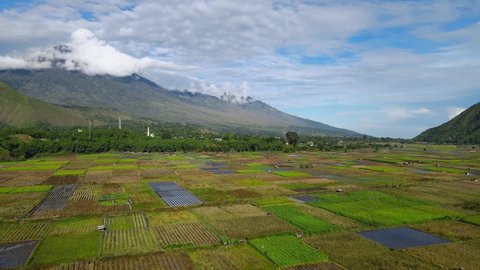 Aerial View Moving shot, Rice field or Paddy field, scenic view of Sembalun village and Mount. Rinjani.