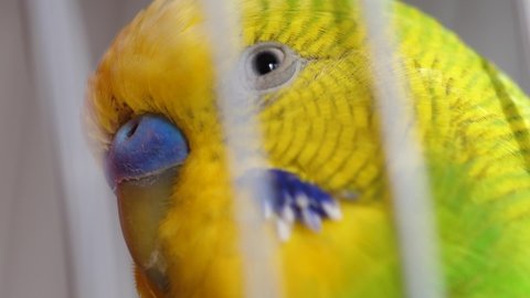 Close-up of the eye face of a green budgerigar in a cage. Macro. Pets songbirds. Parrot in a cage.Selective focus. talking birds