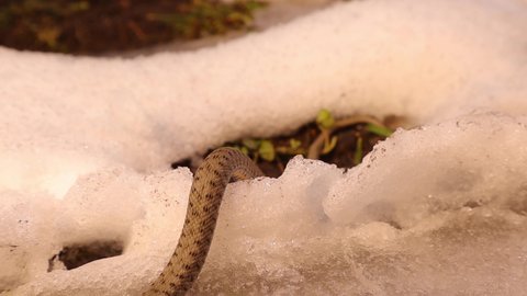 Snake emerging from hibernation in early spring, crawling in the snow on a sunny day.
water snake is a Eurasian nonvenomous snake belonging to the family Colubridae, dice snake.
Reptile, wildlife