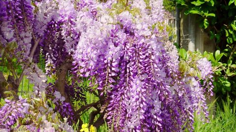 Blue wisteria bloom. Blossoming in garden close up. Beautiful flowering trellis in Japanese park