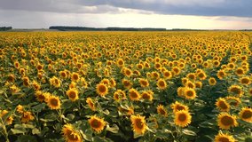 Splendid field of yellow blooming sunflowers and an approaching storm. Footage from a bird's eye view. Ukraine agrarian region, Europe. Cinematic drone shot. Filmed in UHD 4k video. Beauty of earth.