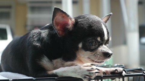 the expression of the black chihuahua female dog growling furiously.
