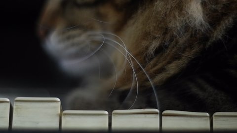 Striped cat tired of making music, on vintage retro piano keyboard close up, macro