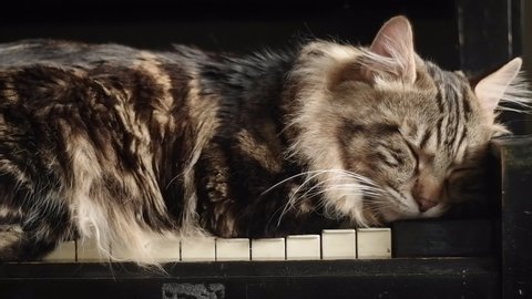Striped cat sleeps on vintage piano keys, old 