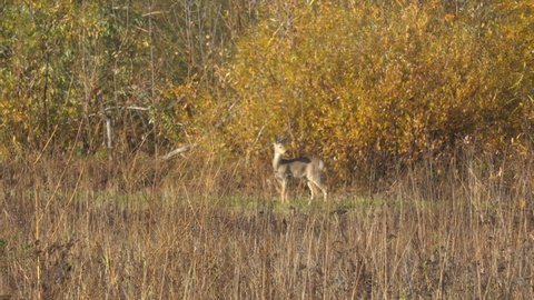 A roe deer grazes in an autumn meadow in front of a thicket of bushes