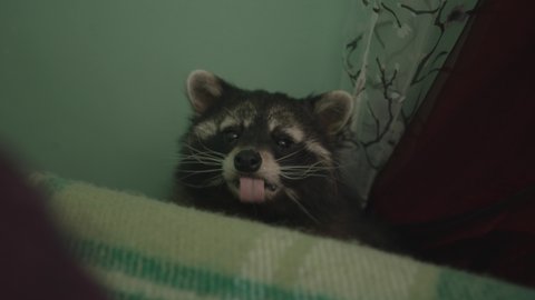 Portrait of a funny raccoon who sits against the wall with his mouth open. Domestic exotic animals concept