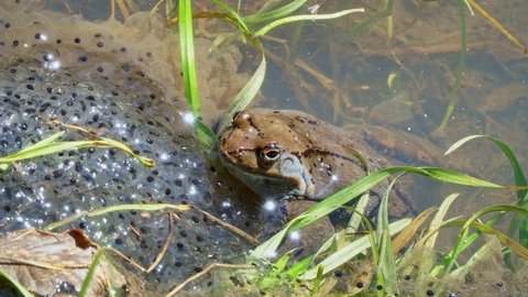 
Common frog (Rana temporaria), also known as European common frog in a lake on the eggs of a mountain frog. 