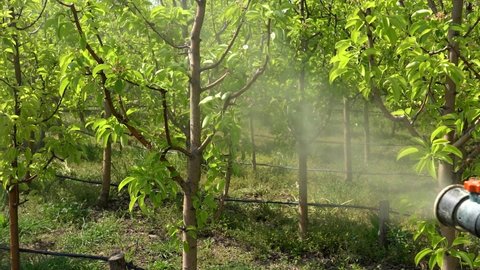 Farmer Using Motorized Backpack Mist Blower For Fruit Trees Spraying - Slow Motion Video. Fruit Grower Spraying Pear Trees With Chemicals in Springtime.