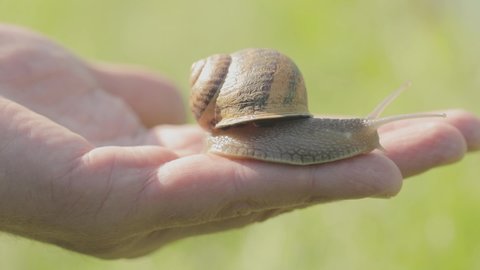 A snail on a man's hand. Snail crawling on the hand. A snail on a hand close-up.