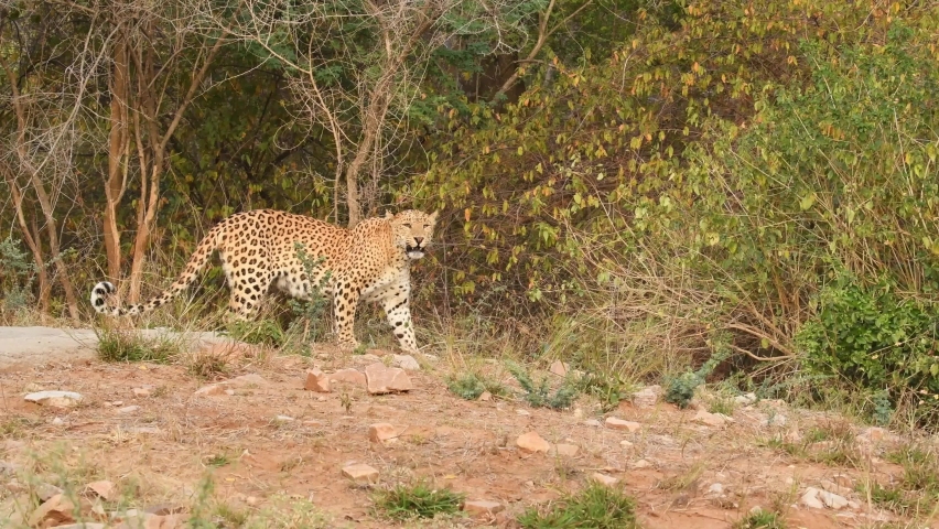 Full shot of wild large female leopard or panther standing and then stroll scent glands sniffing behavior of animal in outdoor wildlife jungle safari at forest of central india - panthera pardus fusca | Shutterstock HD Video #1089401971
