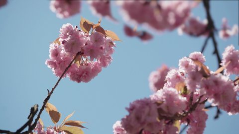 Sakura. Cherry blossom tree with blue sky. Pink Beautiful Japanese Cherry Blossoming of Sakura Tree. 