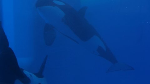 Two killer whales (orca) underwater