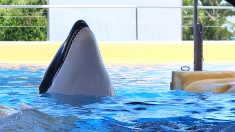 Two orcas (killer whales) being fed by a human