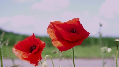 Poppy flowers on wind in the countryside