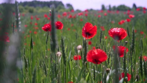 Poppy flowers and green wheat on wind in the countryside