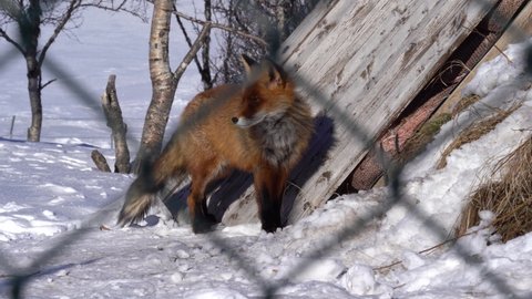 Red fox in captivity looking into camera close to entrance of shelter - Sunny winter day static clip with soft focus fence in foreground
