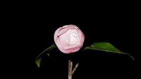 Time lapse footage of the blooming of pink camellia from bud to full blossom, isolated on black background close up view. - Powered by Shutterstock - Get 15% off with code: PIKWIZARD15