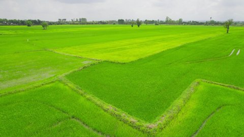View over the early summer green fields or rice field from the air.