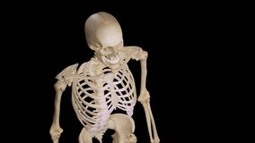 Detailed human Skeleton. 3d animation.