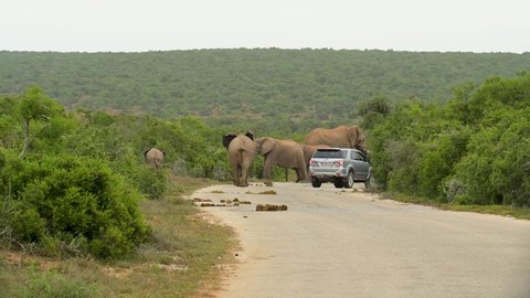 Addo Elephant National Park, Süd Africa - February 25, 2022: off-road vehicle in a herd of elephants in Addo Elephant National Park