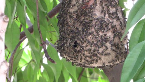 Hive, nest of small black and yellow tropical bees coming in and out