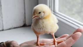 Cute  little yellow chick in human arm, rural wildlife .Newborn chick 4k footage