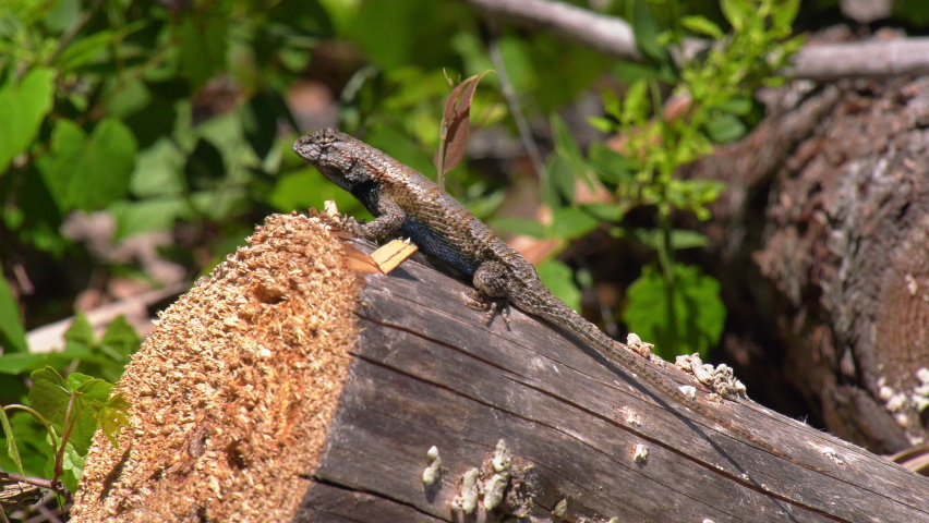 Eastern Fence Lizard sitting on cut fire wood on windy day. Stock wildlife 4k footage