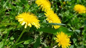 4k video, Spring nature. Dandelion flowers and green grass close-up, swaying in the wind