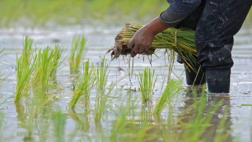 farmer transplant rice seedlings in rice field Royalty-Free Stock Footage #1089413739