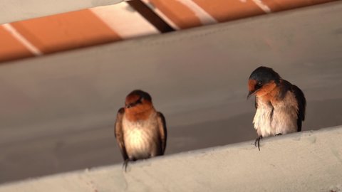 Perching Couple Of Barn Swallow Birds. Close Up Shot